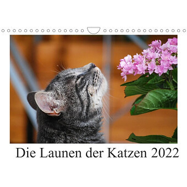 Die Launen der Katzen 2022 (Wandkalender 2022 DIN A4 quer), Anna Kropf