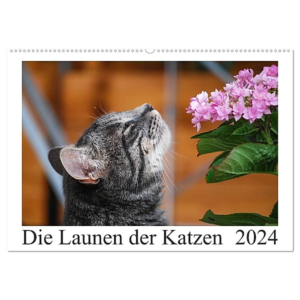 Die Launen der Katzen 2024 (Wandkalender 2024 DIN A2 quer), CALVENDO Monatskalender, Anna Kropf