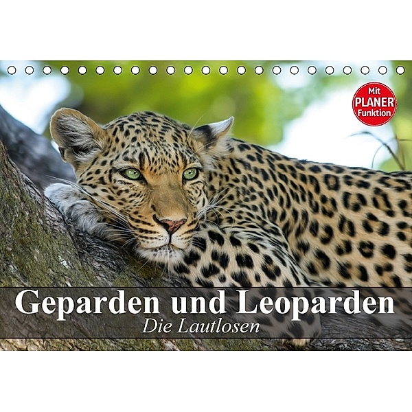 Die Lautlosen. Geparden und Leoparden (Tischkalender 2018 DIN A5 quer), Elisabeth Stanzer