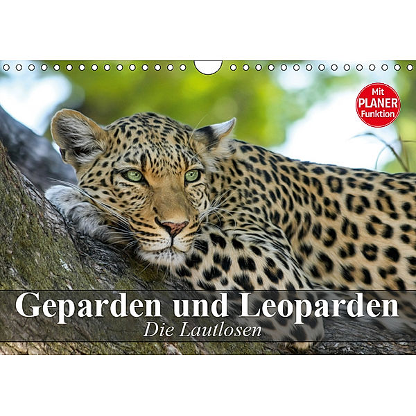 Die Lautlosen. Geparden und Leoparden (Wandkalender 2019 DIN A4 quer), Elisabeth Stanzer