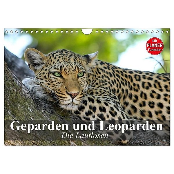 Die Lautlosen. Geparden und Leoparden (Wandkalender 2024 DIN A4 quer), CALVENDO Monatskalender, Elisabeth Stanzer