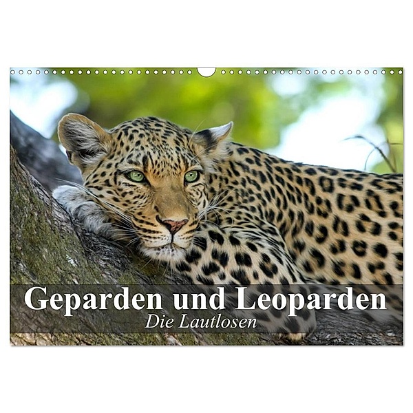 Die Lautlosen. Geparden und Leoparden (Wandkalender 2024 DIN A3 quer), CALVENDO Monatskalender, Elisabeth Stanzer