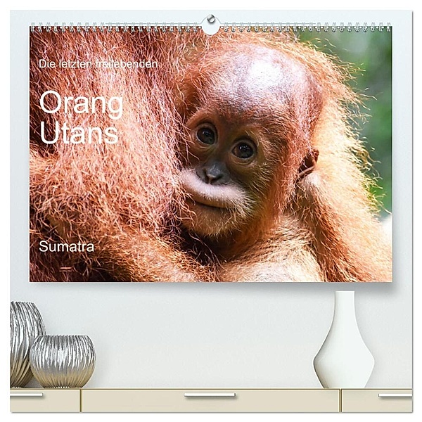 Die letzten freilebenden Orang Utans (hochwertiger Premium Wandkalender 2024 DIN A2 quer), Kunstdruck in Hochglanz, photografie-iam.ch