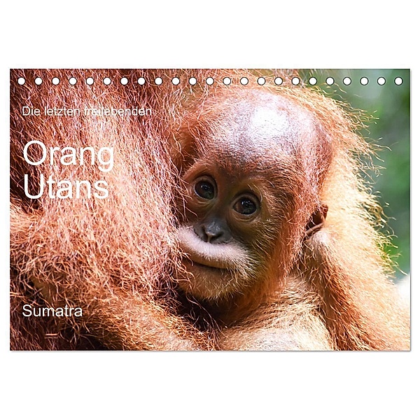 Die letzten freilebenden Orang Utans (Tischkalender 2024 DIN A5 quer), CALVENDO Monatskalender, photografie-iam.ch