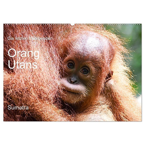 Die letzten freilebenden Orang Utans (Wandkalender 2024 DIN A2 quer), CALVENDO Monatskalender, photografie-iam.ch