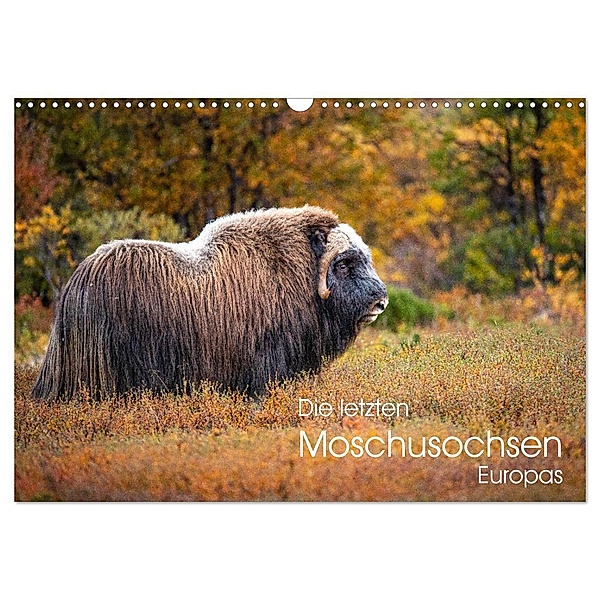 Die letzten Moschusochsen Europas (Wandkalender 2024 DIN A3 quer), CALVENDO Monatskalender, David Oberholzer