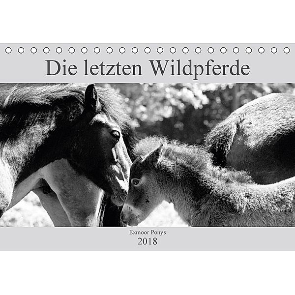 Die letzten Wildpferde Exmoor Ponys (Tischkalender 2018 DIN A5 quer) Dieser erfolgreiche Kalender wurde dieses Jahr mit, Meike Bölts