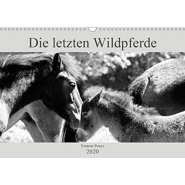 Die letzten Wildpferde Exmoor Ponys (Wandkalender 2020 DIN A3 quer), Meike Bölts