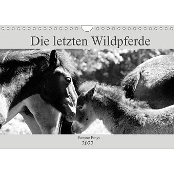 Die letzten Wildpferde Exmoor Ponys (Wandkalender 2022 DIN A4 quer), Meike Bölts
