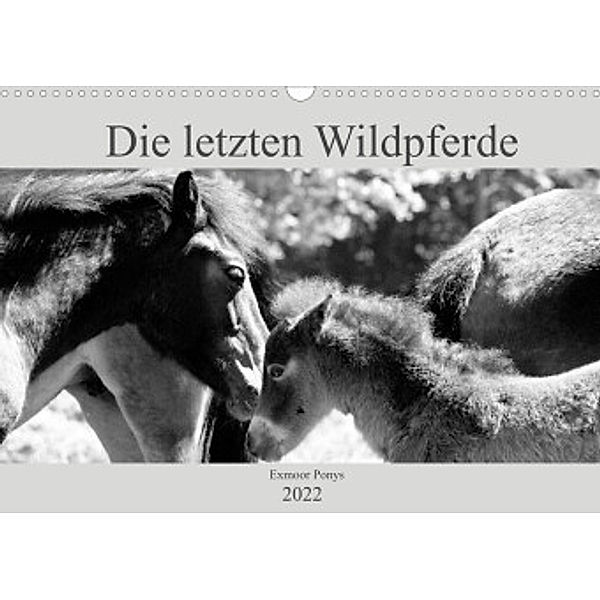 Die letzten Wildpferde Exmoor Ponys (Wandkalender 2022 DIN A3 quer), Meike Bölts