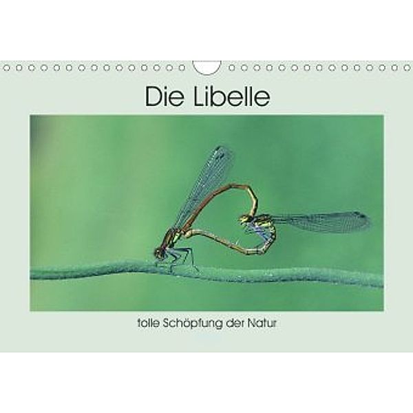 Die Libelle - tolle Schöpfung der Natur (Wandkalender 2020 DIN A4 quer)