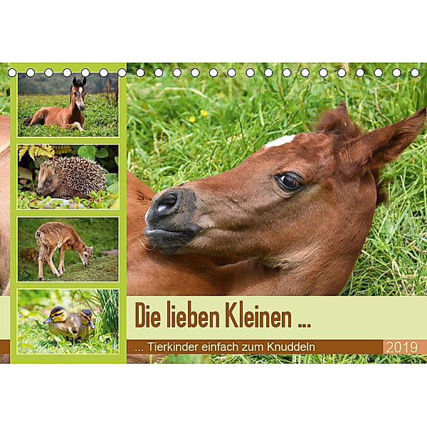 Die lieben Kleinen ... Tierkinder einfach zum Knuddeln (Tischkalender 2019 DIN A5 quer), GUGIGEI