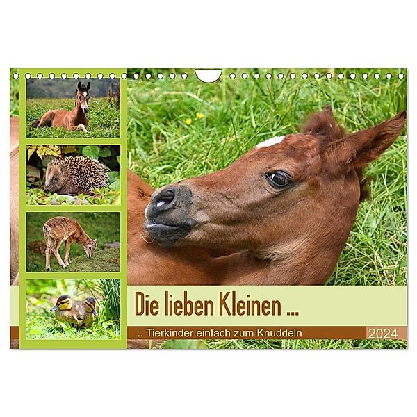 Die lieben Kleinen ... Tierkinder einfach zum Knuddeln (Wandkalender 2024 DIN A4 quer), CALVENDO Monatskalender, Gugigei