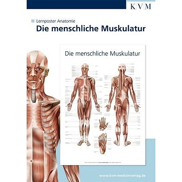 Die menschliche Muskulatur, 1 Poster