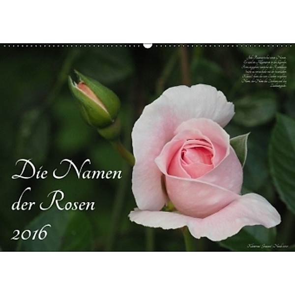 Die Namen der Rosen (Wandkalender 2016 DIN A2 quer), Klaus Rohwer