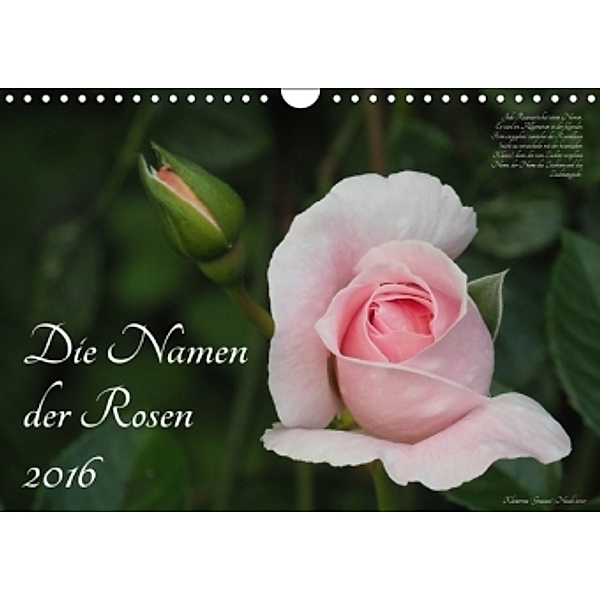 Die Namen der Rosen (Wandkalender 2016 DIN A4 quer), Klaus Rohwer