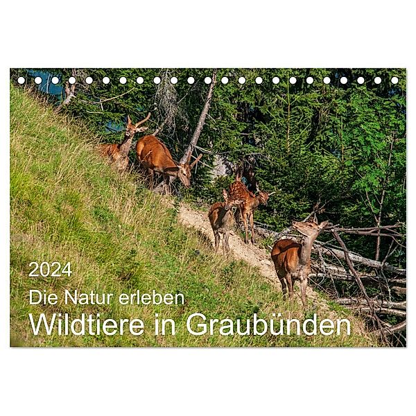 Die Natur erleben - Wildtiere in Graubünden (Tischkalender 2024 DIN A5 quer), CALVENDO Monatskalender, Jürg Plattner