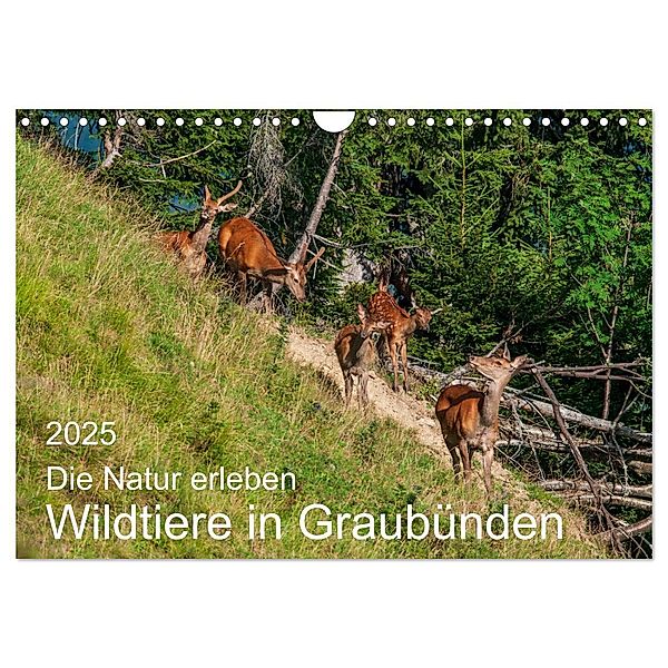 Die Natur erleben - Wildtiere in Graubünden (Wandkalender 2025 DIN A4 quer), CALVENDO Monatskalender, Calvendo, Jürg Plattner