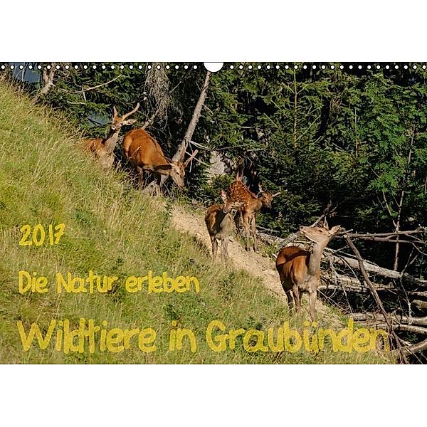 Die Natur erleben - Wildtiere in GraubündenCH-Version (Wandkalender 2017 DIN A3 quer), Jürg Plattner