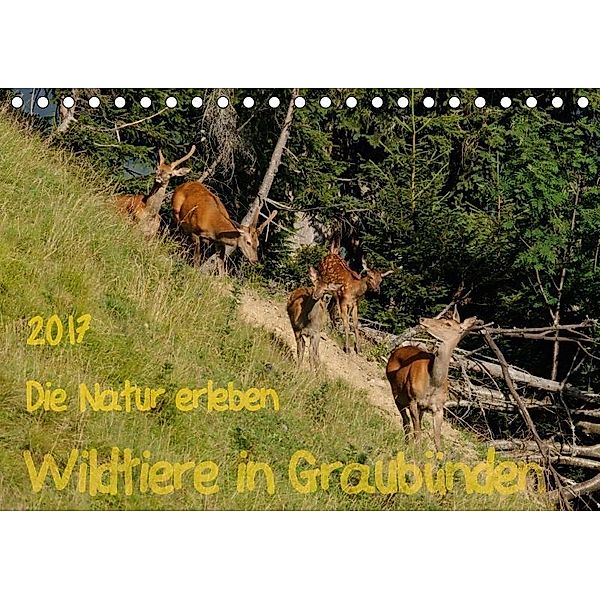 Die Natur erleben - Wildtiere in GraubündenCH-Version (Tischkalender 2017 DIN A5 quer), Jürg Plattner