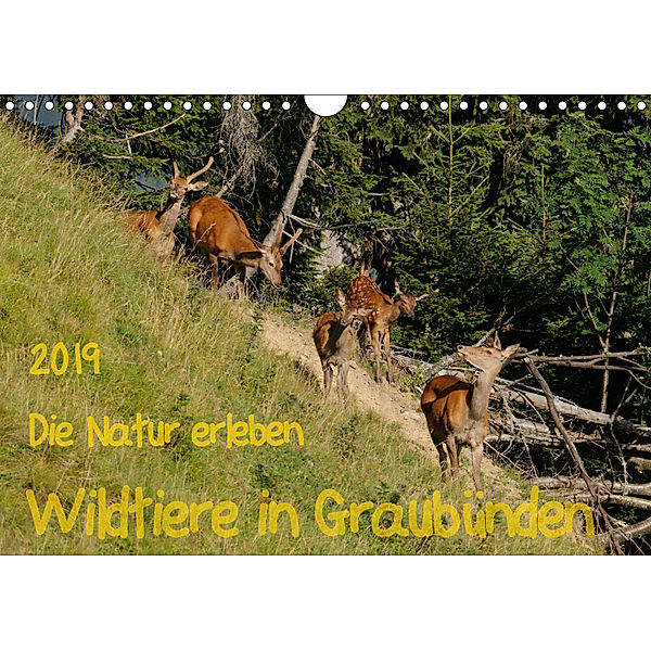 Die Natur erleben - Wildtiere in GraubündenCH-Version (Wandkalender 2019 DIN A4 quer), Jürg Plattner