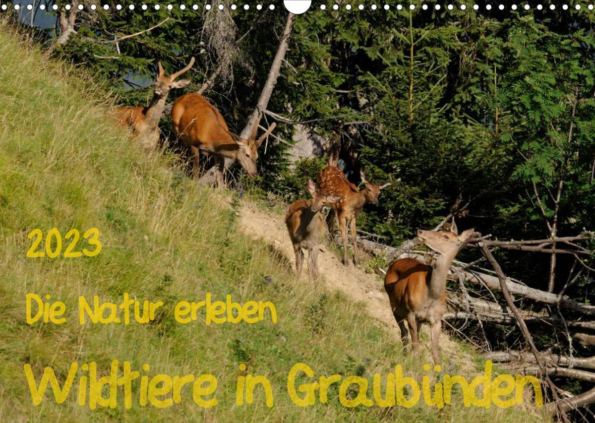 Die Natur erleben - Wildtiere in GraubündenCH-Version  (Wandkalender 2023 DIN A3 quer)