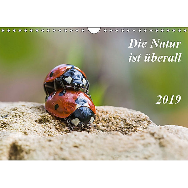 Die Natur ist überall (Wandkalender 2019 DIN A4 quer), Kurt Schröder