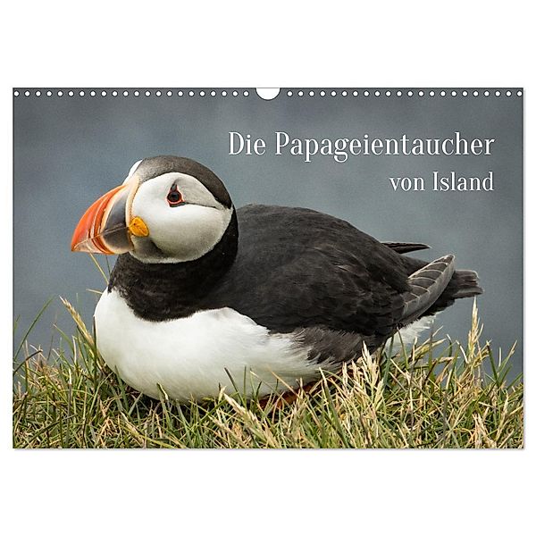 Die Papageientaucher von Island (Wandkalender 2024 DIN A3 quer), CALVENDO Monatskalender, Inxtagenumdiewelt