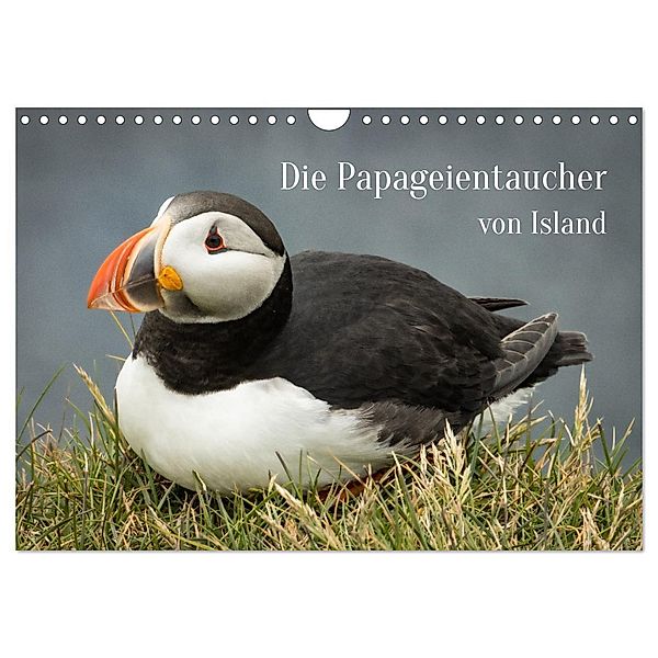 Die Papageientaucher von Island (Wandkalender 2024 DIN A4 quer), CALVENDO Monatskalender, Inxtagenumdiewelt