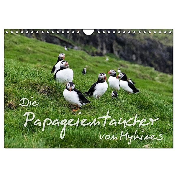 Die Papageientaucher von Mykines (Wandkalender 2024 DIN A4 quer), CALVENDO Monatskalender, Sören Gelbe-Haussen