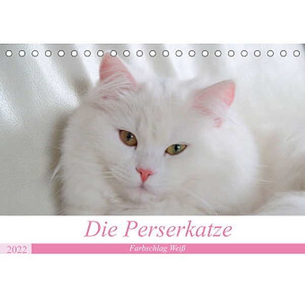 Die Perserkatze - Farbschlag Weiß (Tischkalender 2022 DIN A5 quer), Arno Klatt