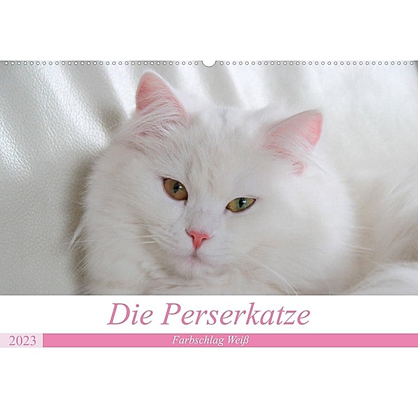 Die Perserkatze - Farbschlag Weiß (Wandkalender 2023 DIN A2 quer), Arno Klatt