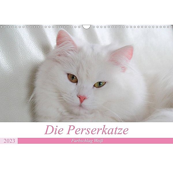 Die Perserkatze - Farbschlag Weiß (Wandkalender 2023 DIN A3 quer), Arno Klatt
