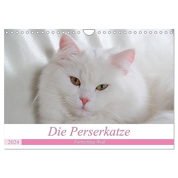 Die Perserkatze - Farbschlag Weiß (Wandkalender 2024 DIN A4 quer), CALVENDO Monatskalender, Arno Klatt