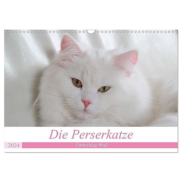 Die Perserkatze - Farbschlag Weiss (Wandkalender 2024 DIN A3 quer), CALVENDO Monatskalender, Arno Klatt