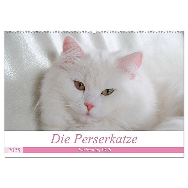 Die Perserkatze - Farbschlag Weiß (Wandkalender 2025 DIN A2 quer), CALVENDO Monatskalender, Calvendo, Arno Klatt