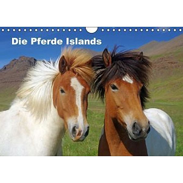 Die Pferde Islands (Wandkalender 2016 DIN A4 quer), Reinhard Pantke