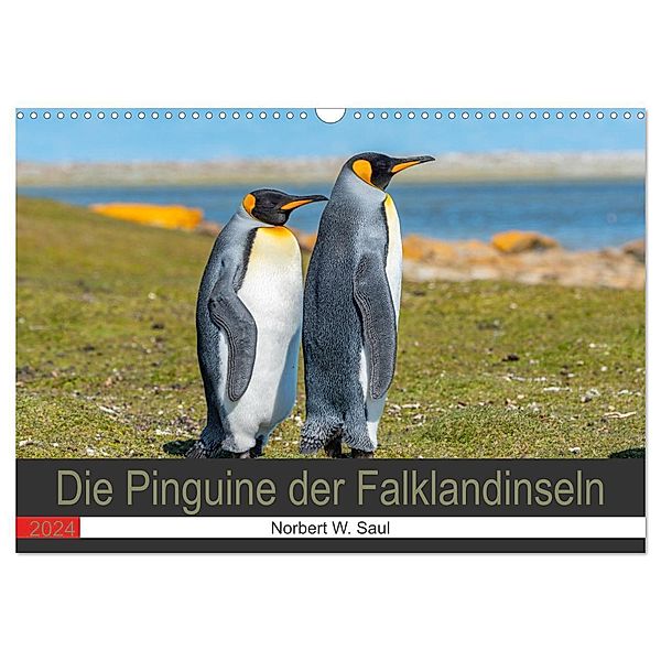 Die Pinguine der Falklandinseln (Wandkalender 2024 DIN A3 quer), CALVENDO Monatskalender, Norbert W. Saul