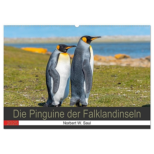 Die Pinguine der Falklandinseln (Wandkalender 2025 DIN A2 quer), CALVENDO Monatskalender, Calvendo, Norbert W. Saul