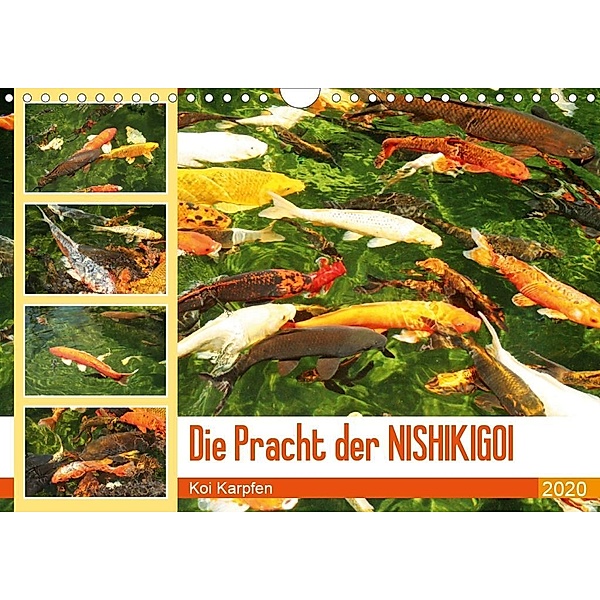 Die Pracht der NISHIKIGOI - Koi Karpfen (Wandkalender 2020 DIN A4 quer), Katrin Lantzsch