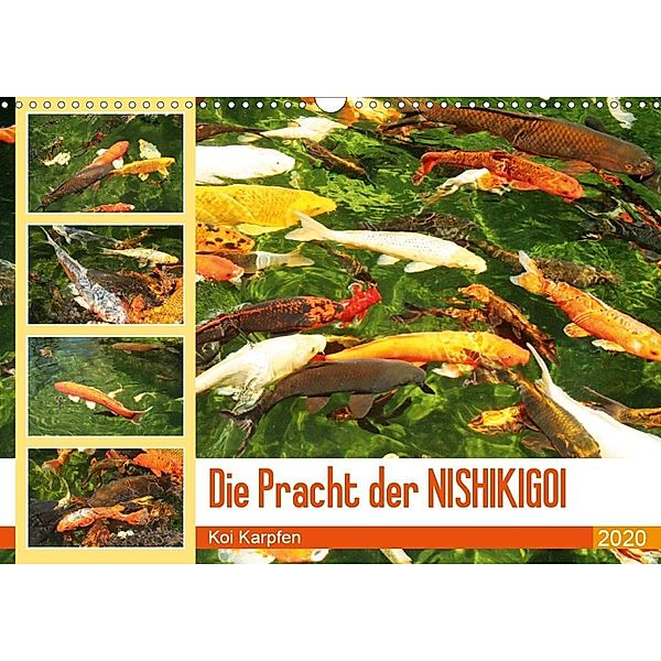 Die Pracht der NISHIKIGOI - Koi Karpfen (Wandkalender 2020 DIN A3 quer), Katrin Lantzsch