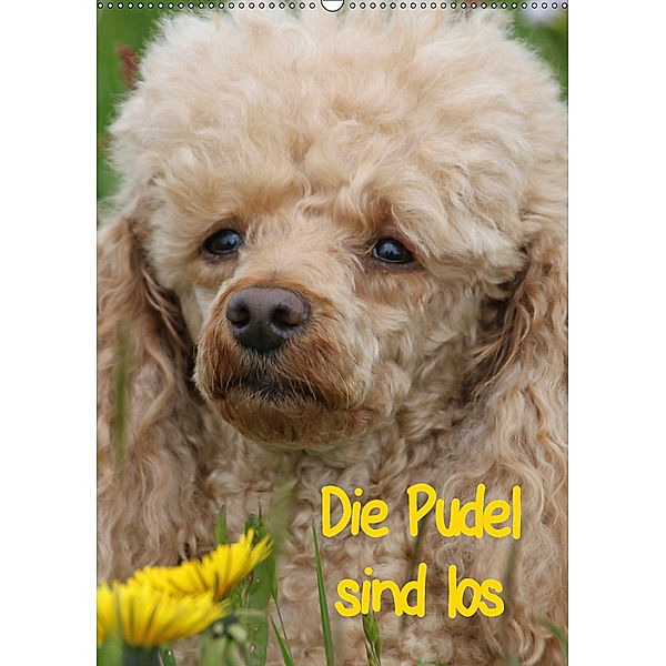 Die Pudel sind los (Wandkalender 2019 DIN A2 hoch), Antje Lindert-Rottke