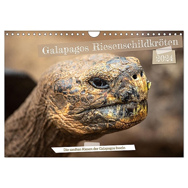 Die Riesenschildkröten der Galapagos Inseln (Wandkalender 2024 DIN A4 quer), CALVENDO Monatskalender, In X Tagen um die Welt