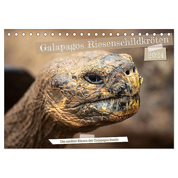 Die Riesenschildkröten der Galapagos Inseln (Tischkalender 2024 DIN A5 quer), CALVENDO Monatskalender, In X Tagen um die Welt