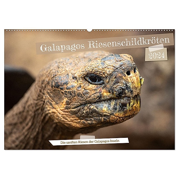 Die Riesenschildkröten der Galapagos Inseln (Wandkalender 2024 DIN A2 quer), CALVENDO Monatskalender, In X Tagen um die Welt