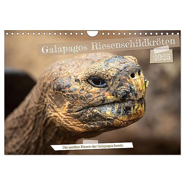 Die Riesenschildkröten der Galapagos Inseln (Wandkalender 2025 DIN A4 quer), CALVENDO Monatskalender, Calvendo, In X Tagen um die Welt