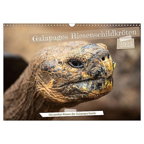 Die Riesenschildkröten der Galapagos Inseln (Wandkalender 2025 DIN A3 quer), CALVENDO Monatskalender, Calvendo, In X Tagen um die Welt