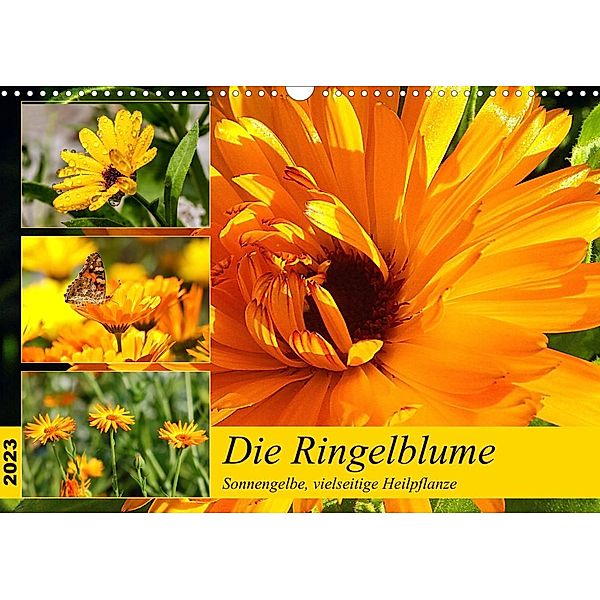 Die Ringelblume. Sonnengelbe, vielseitige Heilpflanze (Wandkalender 2023 DIN A3 quer), Rose Hurley