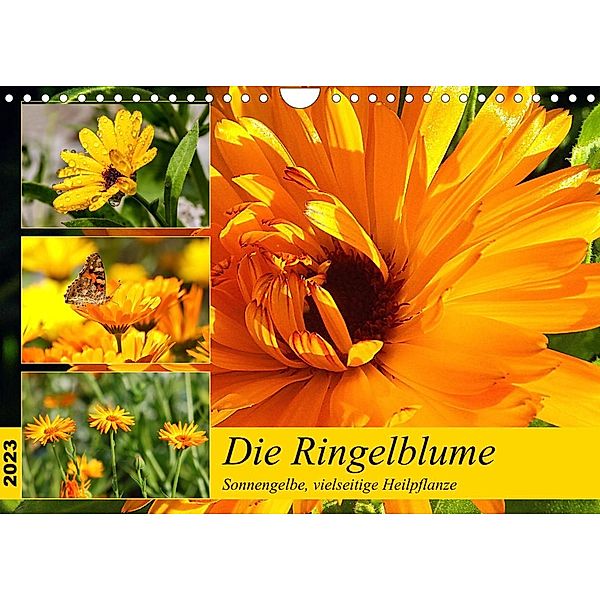 Die Ringelblume. Sonnengelbe, vielseitige Heilpflanze (Wandkalender 2023 DIN A4 quer), Rose Hurley