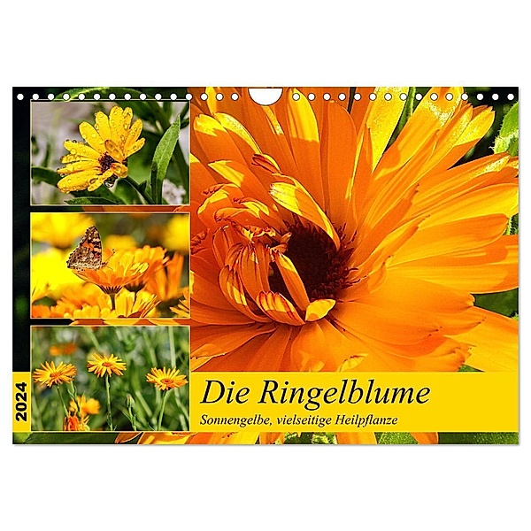 Die Ringelblume. Sonnengelbe, vielseitige Heilpflanze (Wandkalender 2024 DIN A4 quer), CALVENDO Monatskalender, Rose Hurley
